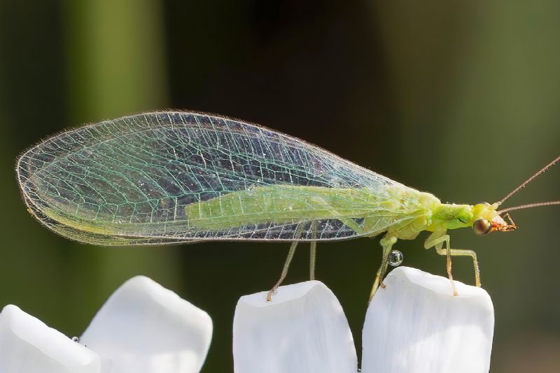 Chrysopidae - Chrysoperla sp.